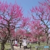 くれなゐの春に包まれて
