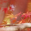 晩秋の華やぎ