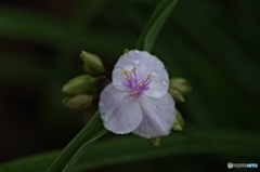 白花露草 オスプレイ