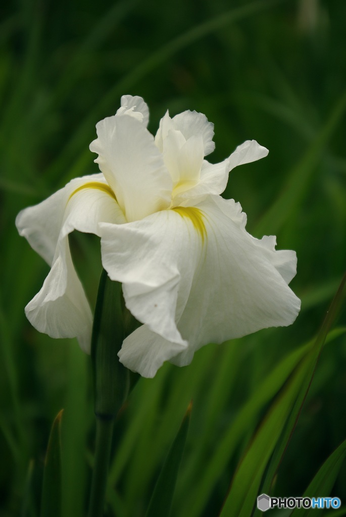 白い花しょうぶ❤優美