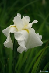 白い花しょうぶ❤優美