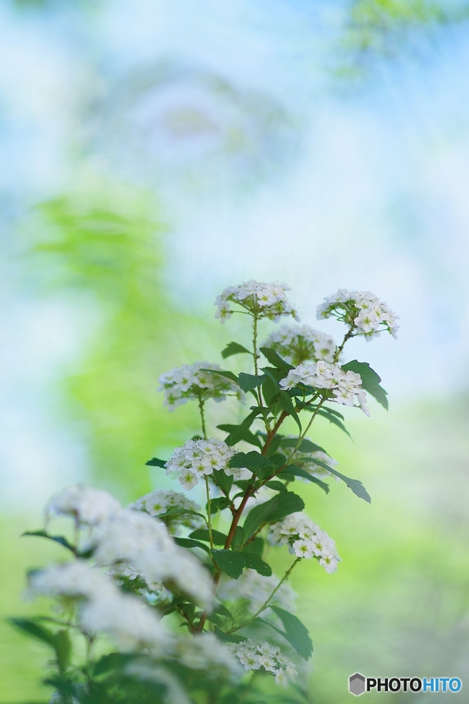 皐月の白い花