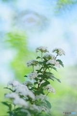 皐月の白い花