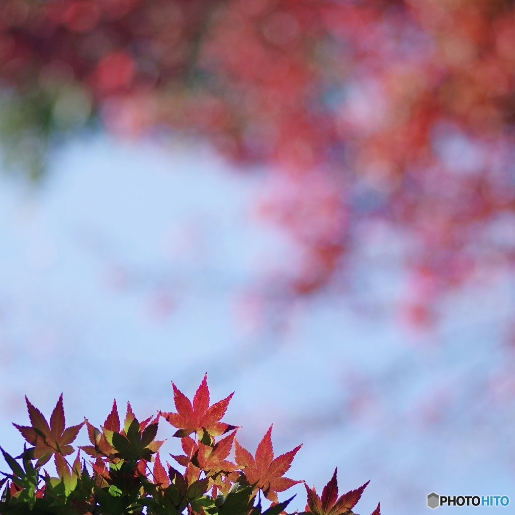 恵みの紅