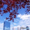 大阪城のハゼの木②　