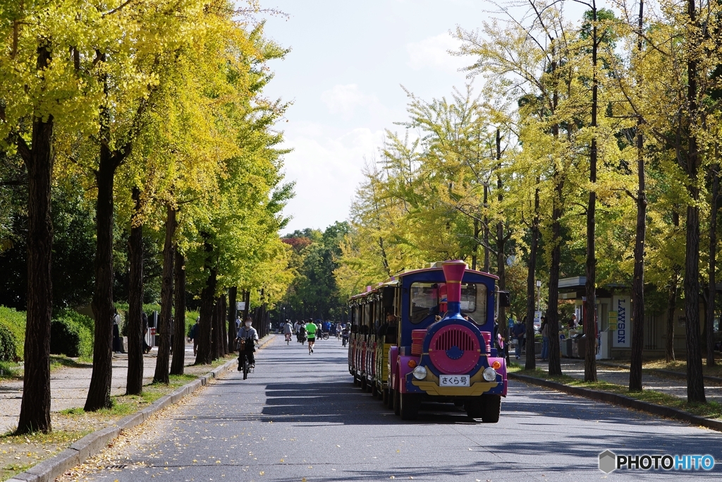 大阪城公園の秋