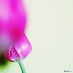 愛の芽生え