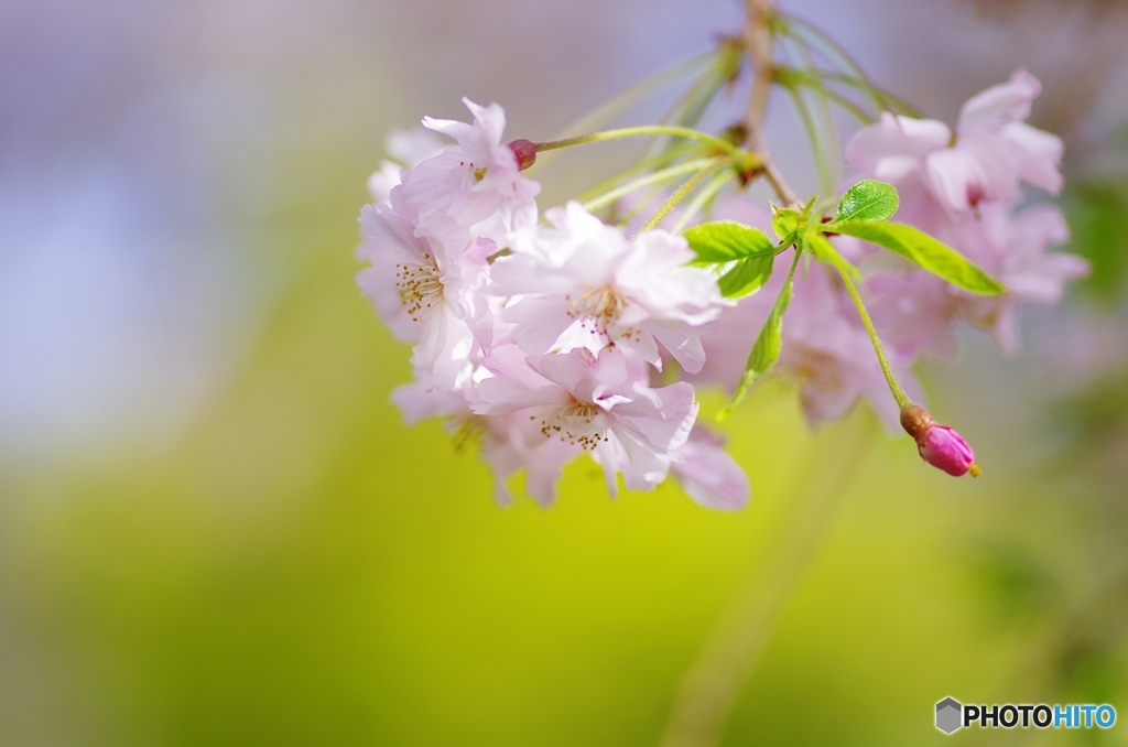 男爵さまの枝垂れ桜②