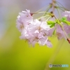 男爵さまの枝垂れ桜②