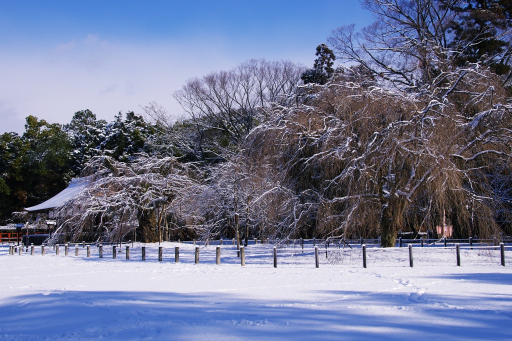 枝垂れ雪