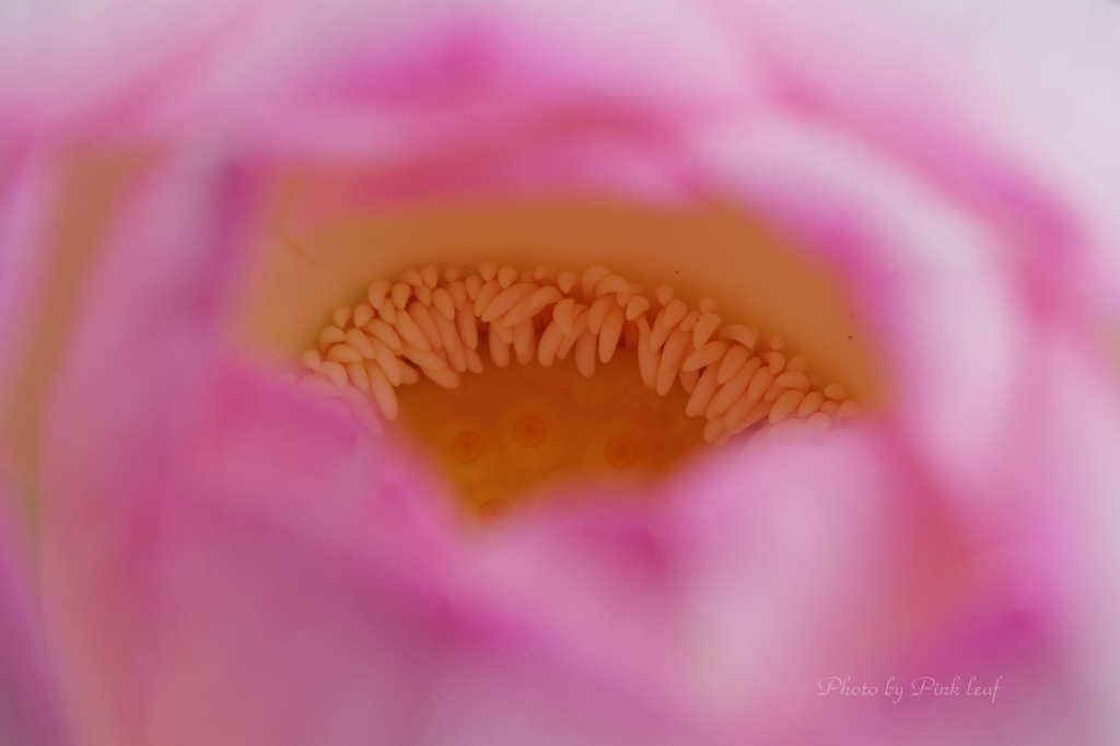 ないしょのはなしはあのねのね