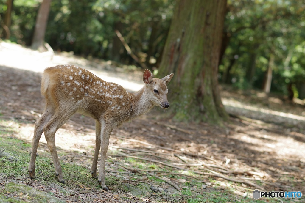 ひとりは不安、お母さんどこ行ったん。。。