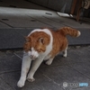 『街猫**』