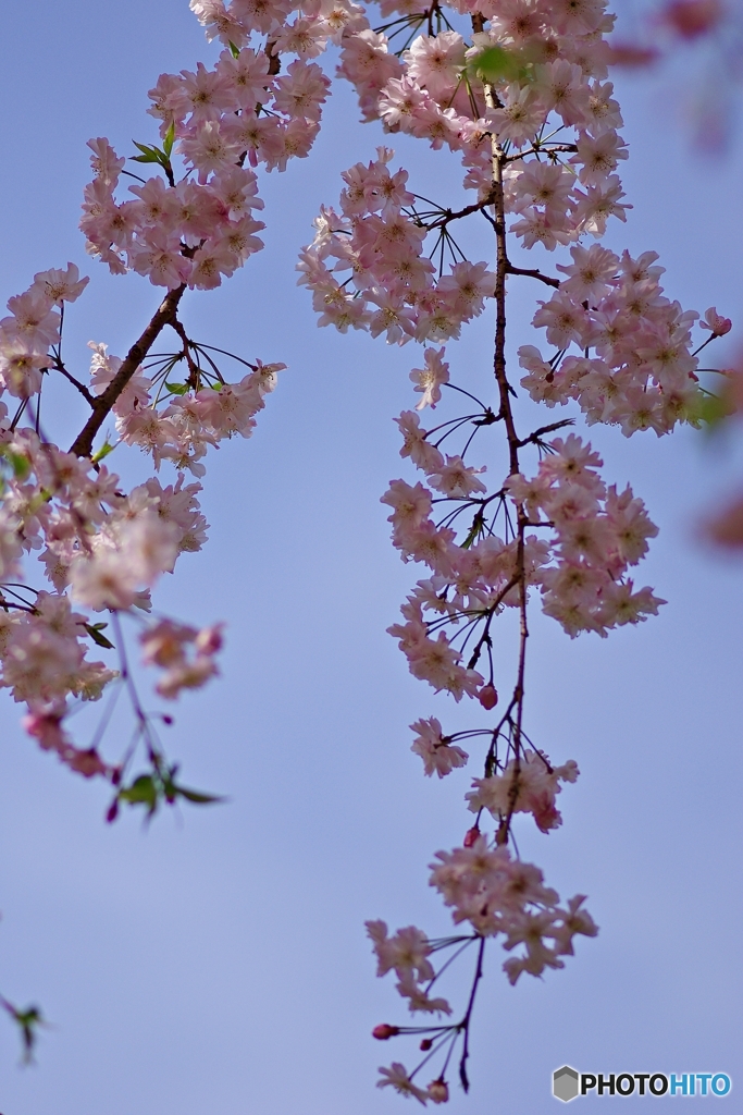 男爵さまの枝垂れ桜①