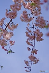 男爵さまの枝垂れ桜①