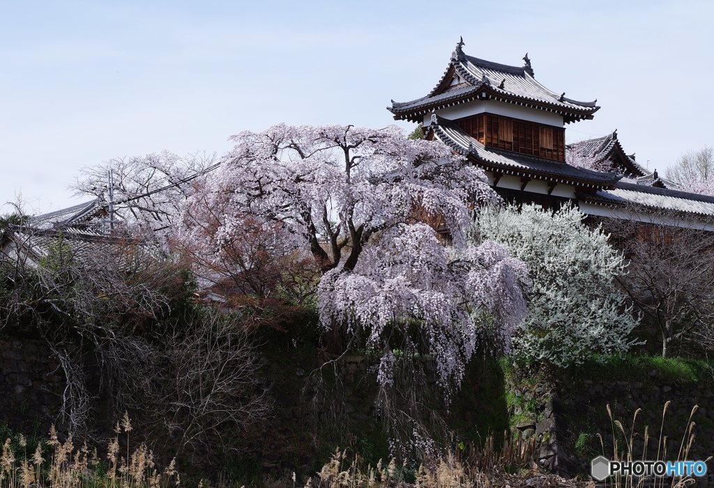 郡山城址の桜①