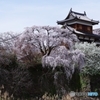 郡山城址の桜①