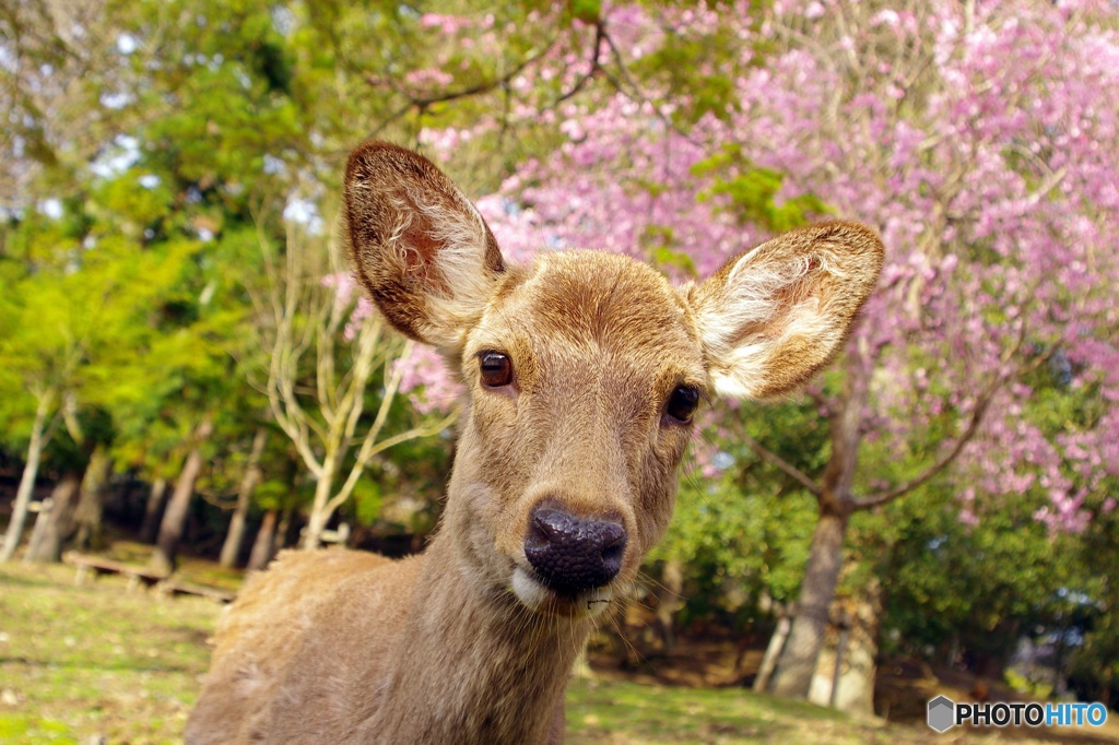 ねぇ、おせんべいあるの？