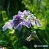 水底の詩
