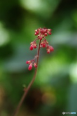 ツボサンゴ・蕾