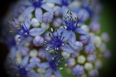 紫陽花・常山