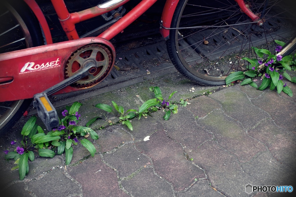 錆びた自転車と菫