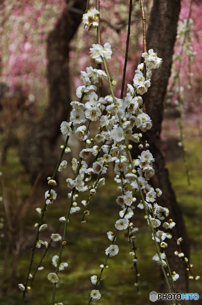 枝垂れる白き花束