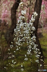枝垂れる白き花束
