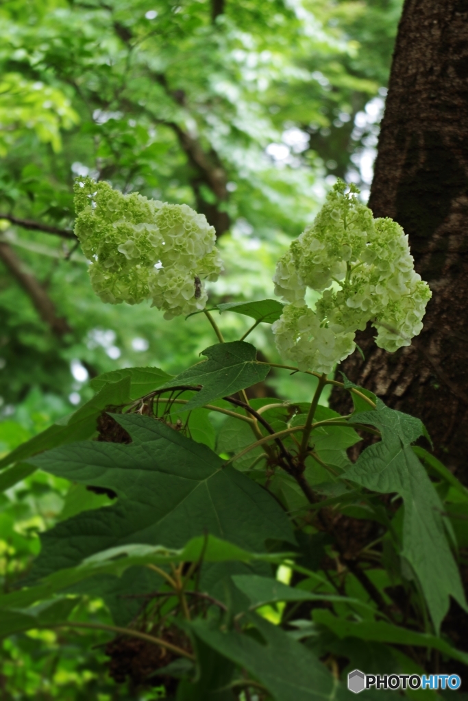 柏葉紫陽花はじまりのgreen