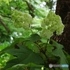 柏葉紫陽花はじまりのgreen