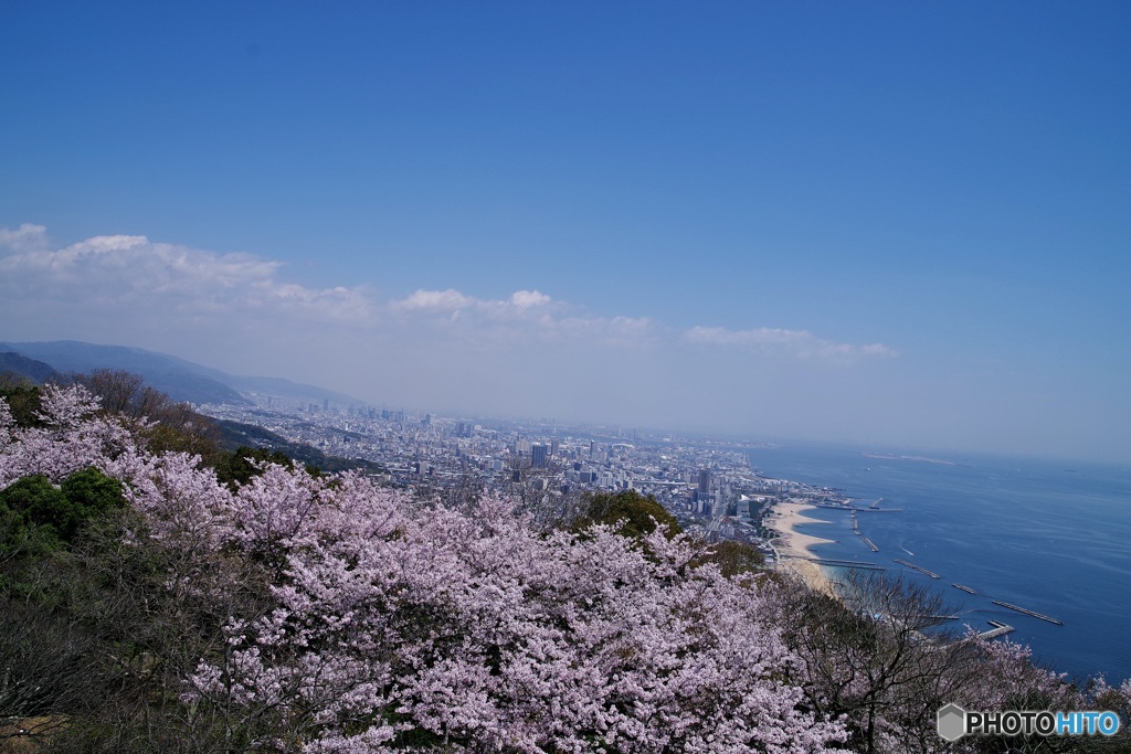 今年最後の❀、晴れやかに