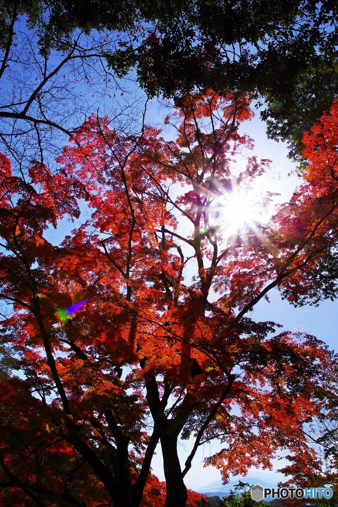紅葉、光に輝いて☆