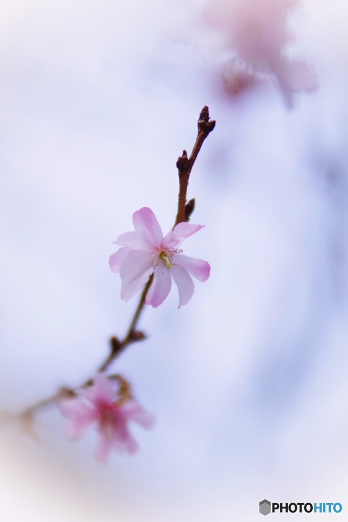 淡く儚く❀