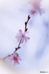 淡く儚く❀