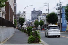 街路樹が哭いている