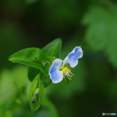 シニアグラスの露草さん(^^;