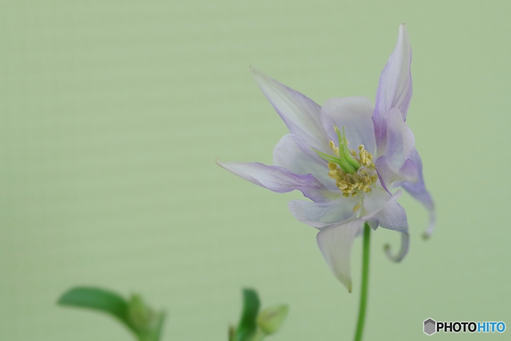 華奢で繊細なオダマキさん