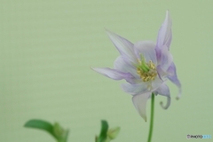 華奢で繊細なオダマキさん