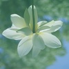 天女の羽衣