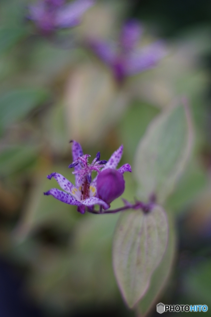 令和八年 元旦の杜鵑