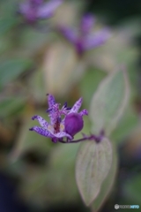 令和八年 元旦の杜鵑