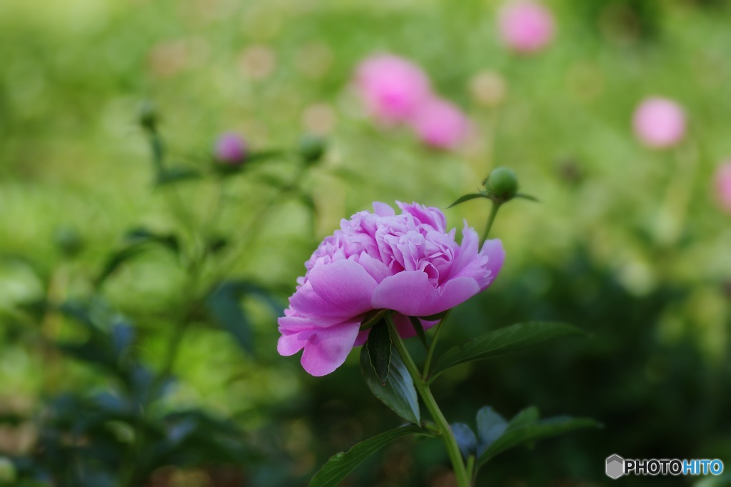 ふわふわの芍薬