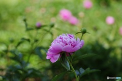 ふわふわの芍薬