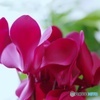 花のある窓辺