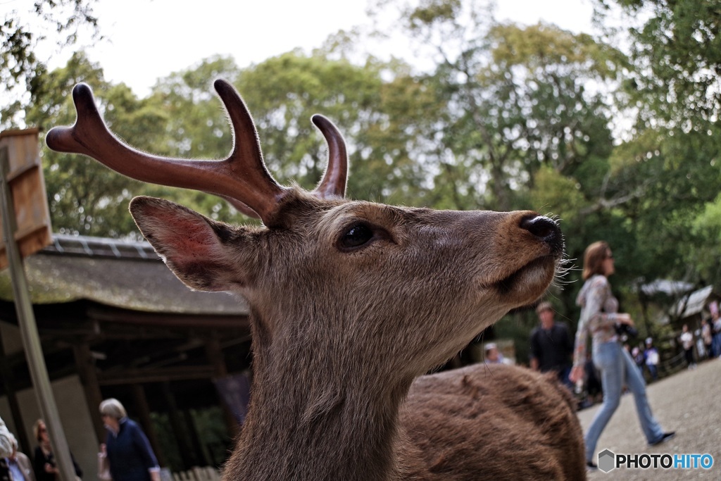 人気者の鹿さん