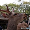 人気者の鹿さん