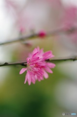 菊桃ライン