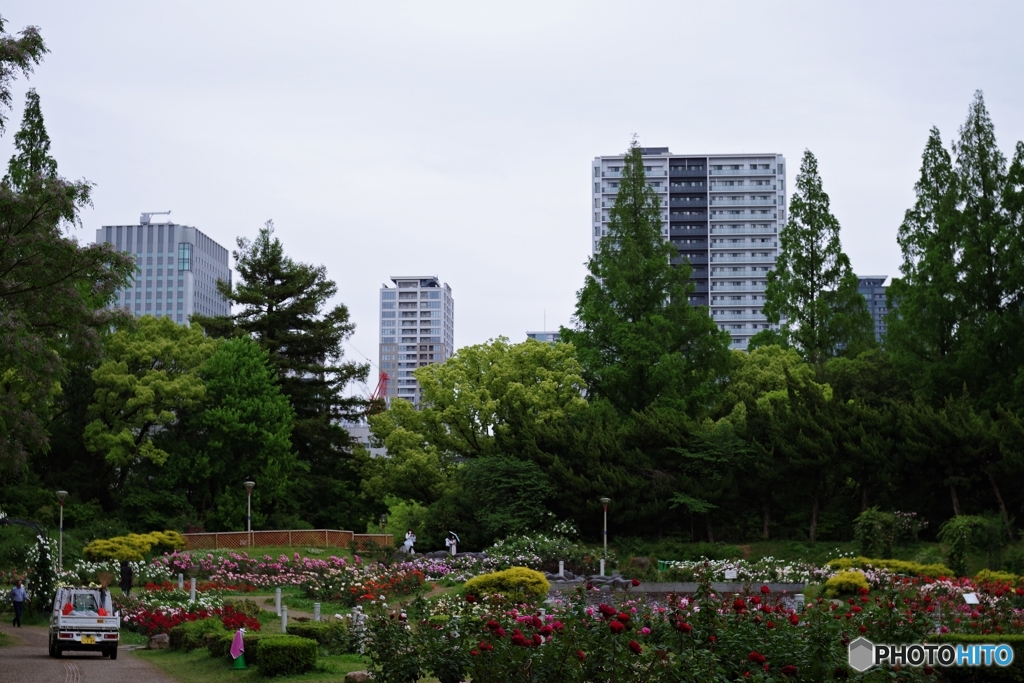 オフィス街のバラ園 ②