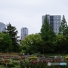 オフィス街のバラ園 ②