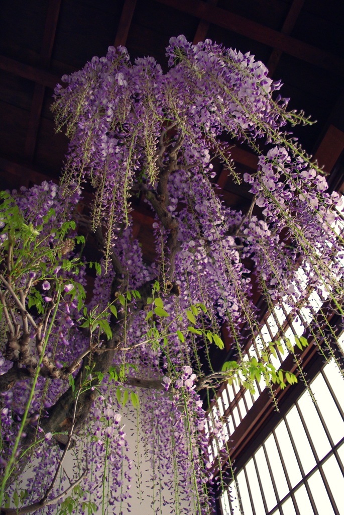 奈良・盆藤展②